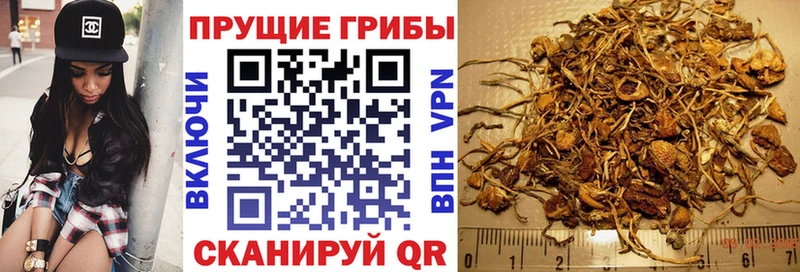 где можно купить наркотик  Чадан  ссылка на мегу рабочий сайт  Псилоцибиновые грибы Psilocybe 
